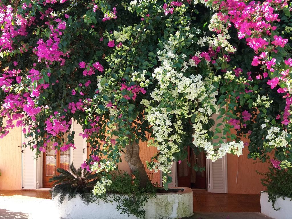 Constantinos Apartments لاسي المظهر الخارجي الصورة
